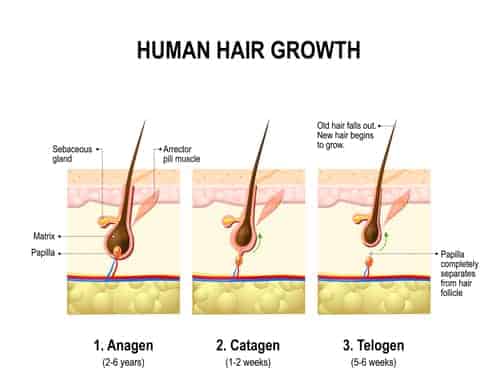 Hair growth. 