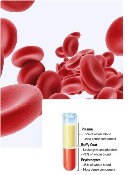 platelet rich plasma